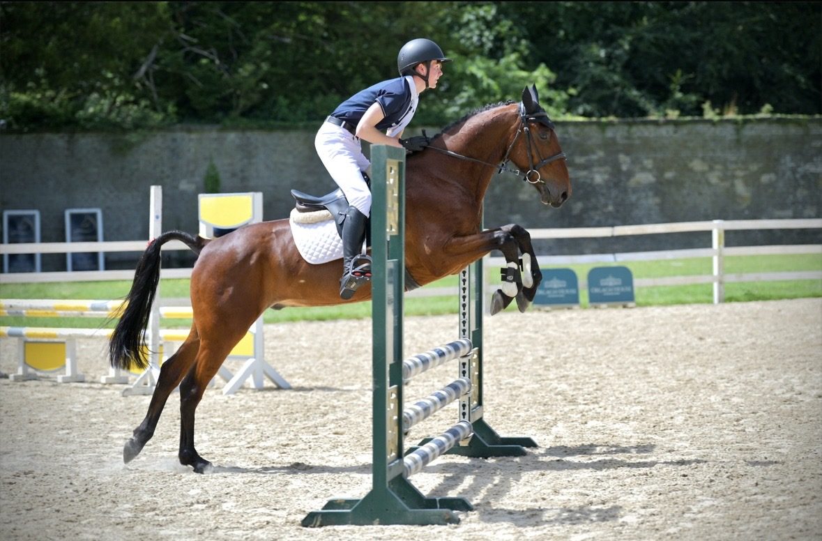 15,1hh bay gelding-genuine -allrounder photo 4
