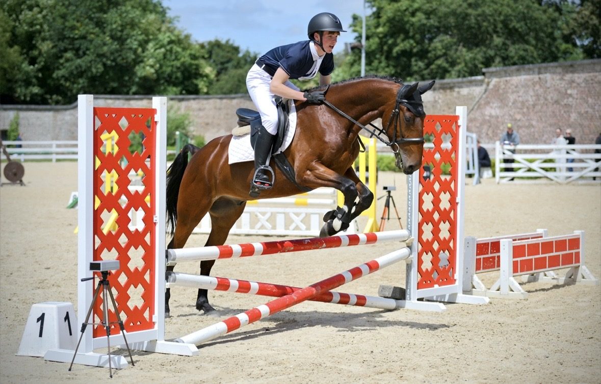 15,1hh bay gelding-genuine -allrounder photo 5