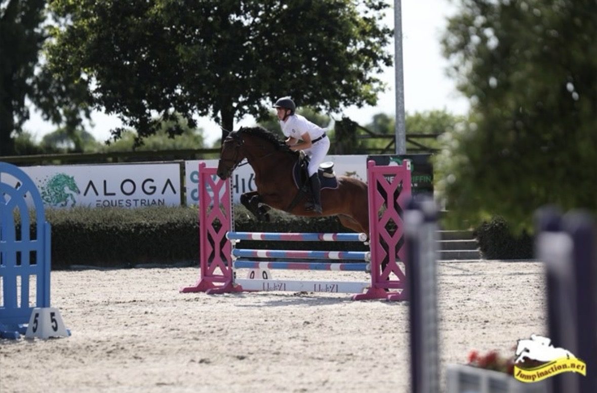 15,1hh bay gelding-genuine -allrounder photo 6