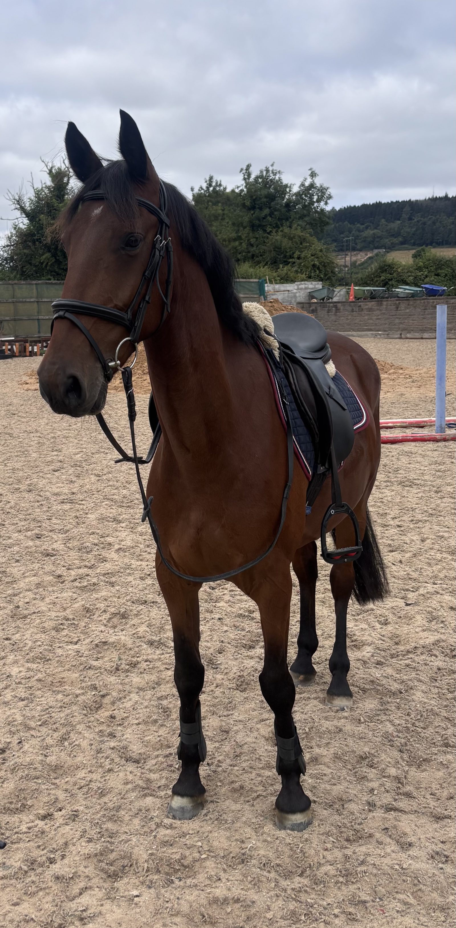 15,1hh bay gelding-genuine -allrounder photo 7
