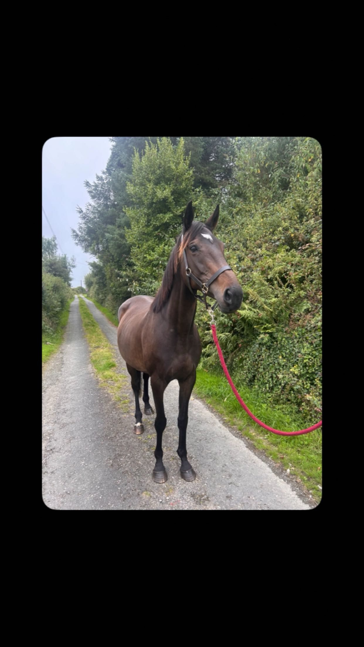 Thoroughbred Mare In Foal — Broodmare for sale in Kerry