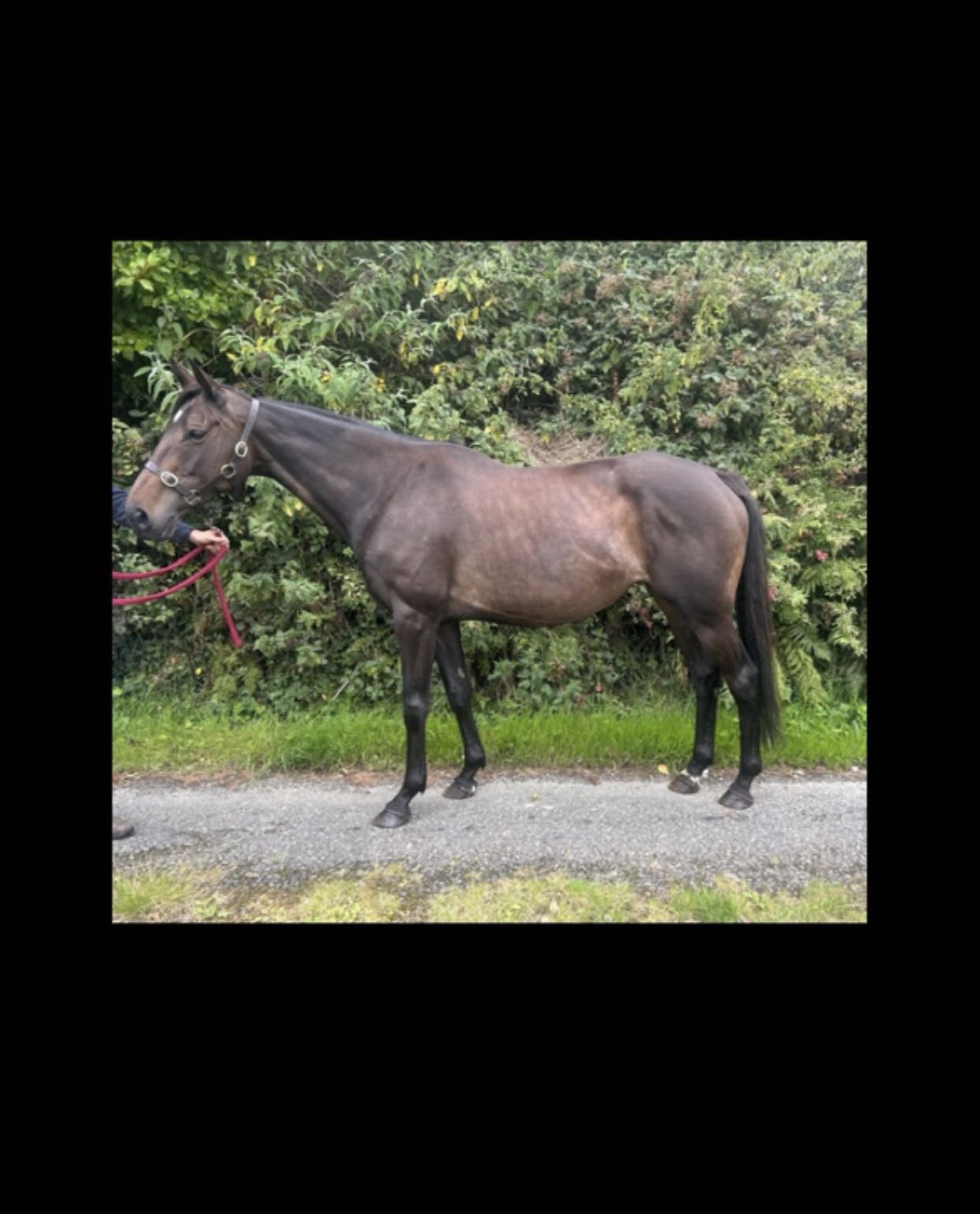 Thoroughbred Mare In Foal photo 2