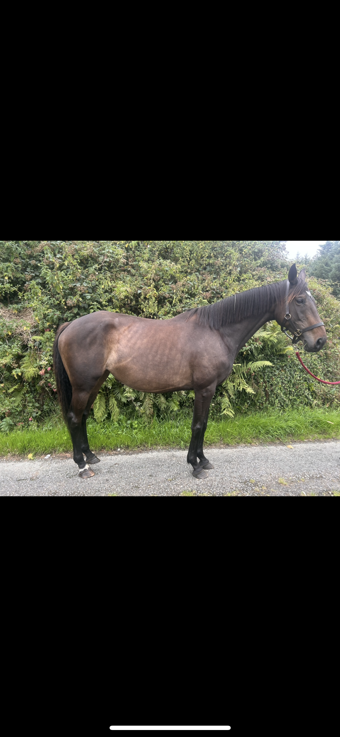 Thoroughbred Mare In Foal photo 3