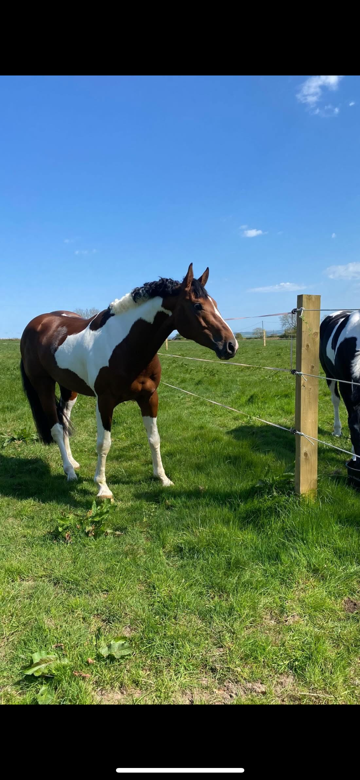 Thoroughbred Mare In Foal photo 5