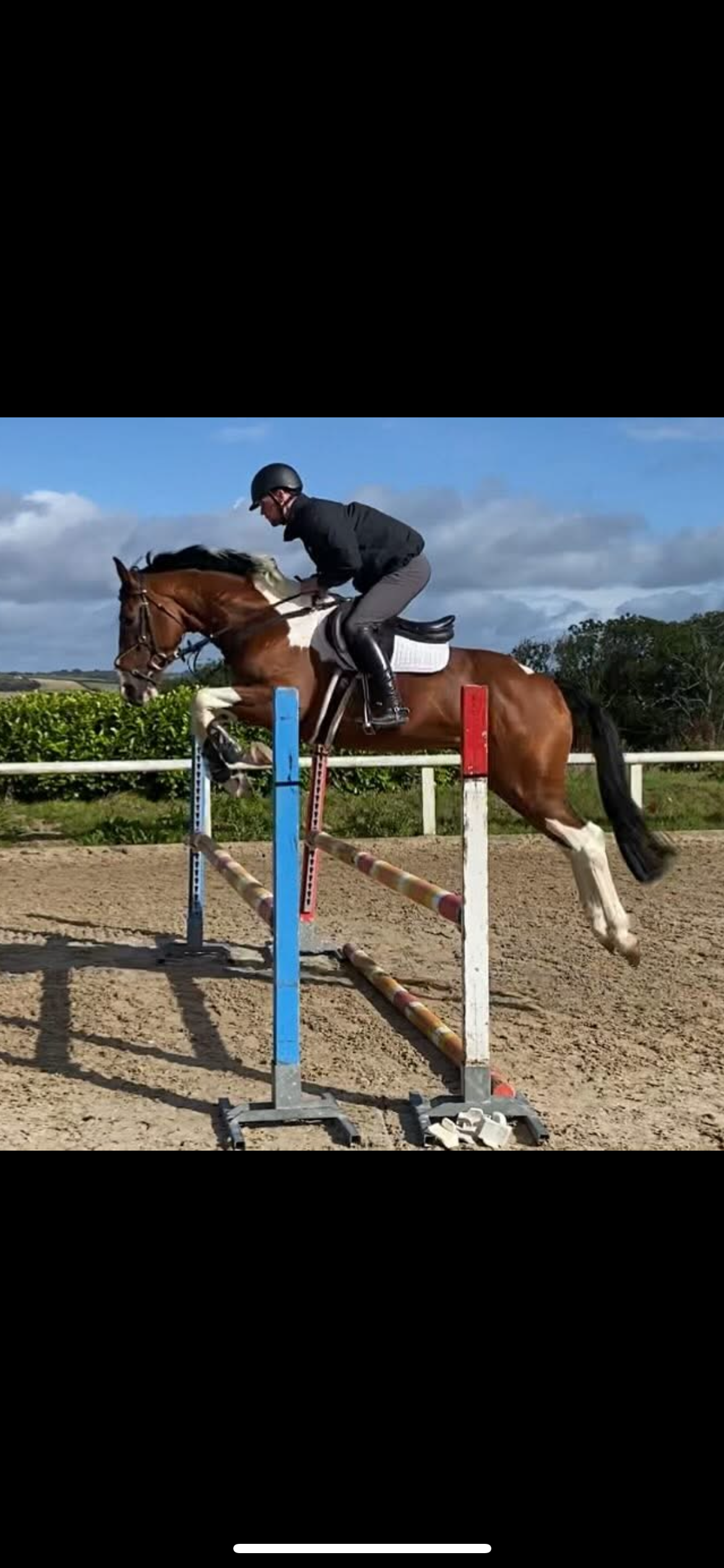 Thoroughbred Mare In Foal photo 6