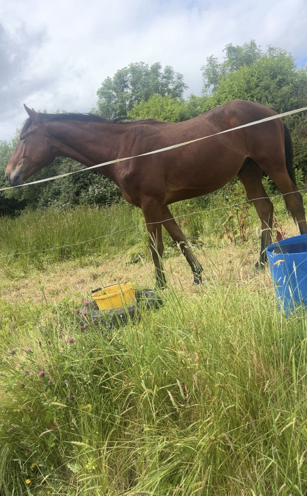 Thoroughbred Mare In Foal photo 7